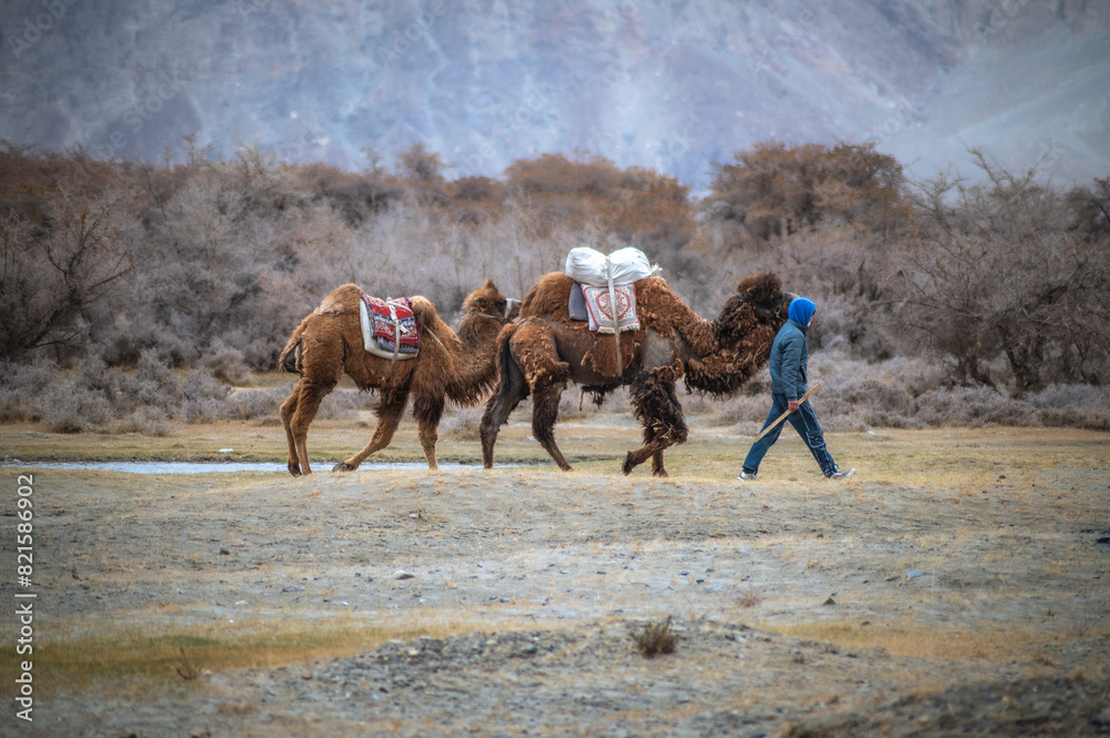 An unidentified man walking the Bactrian camels or Double humped camels ...
