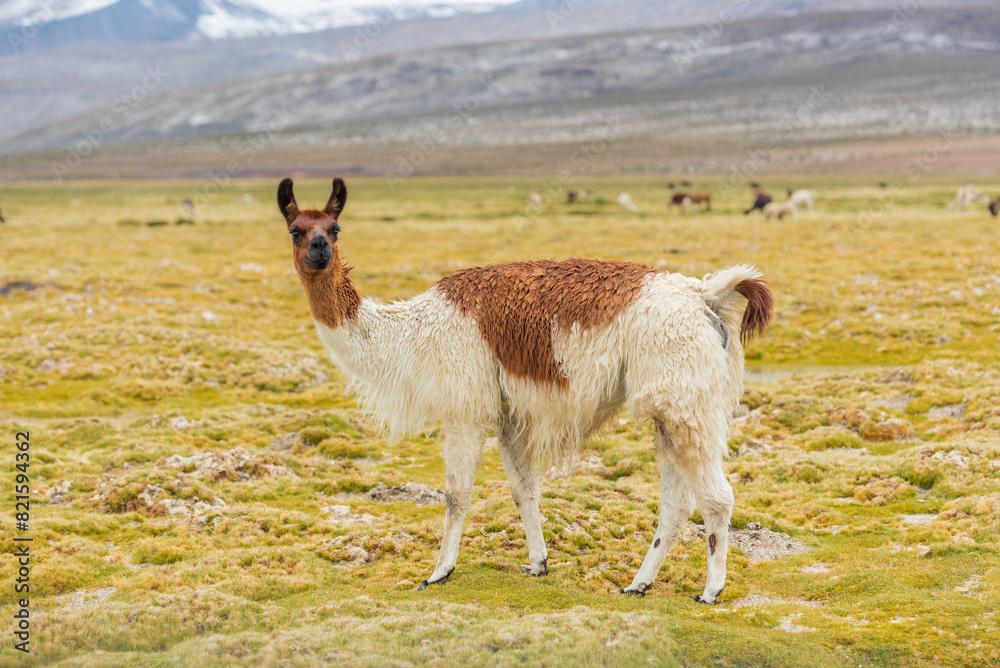 Llamas looking at the camera in the Salinas y Aguada Blanca Reserve, Arequipa Peru Llamas looking at the camera in the Salinas y Aguada Blanca Reserve, Arequipa Peru
