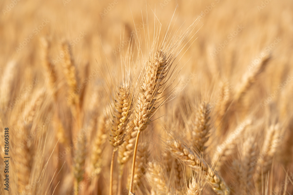 golden wheat field. Ears of golden wheat close up. golden wheat field. Ears of golden wheat close up.