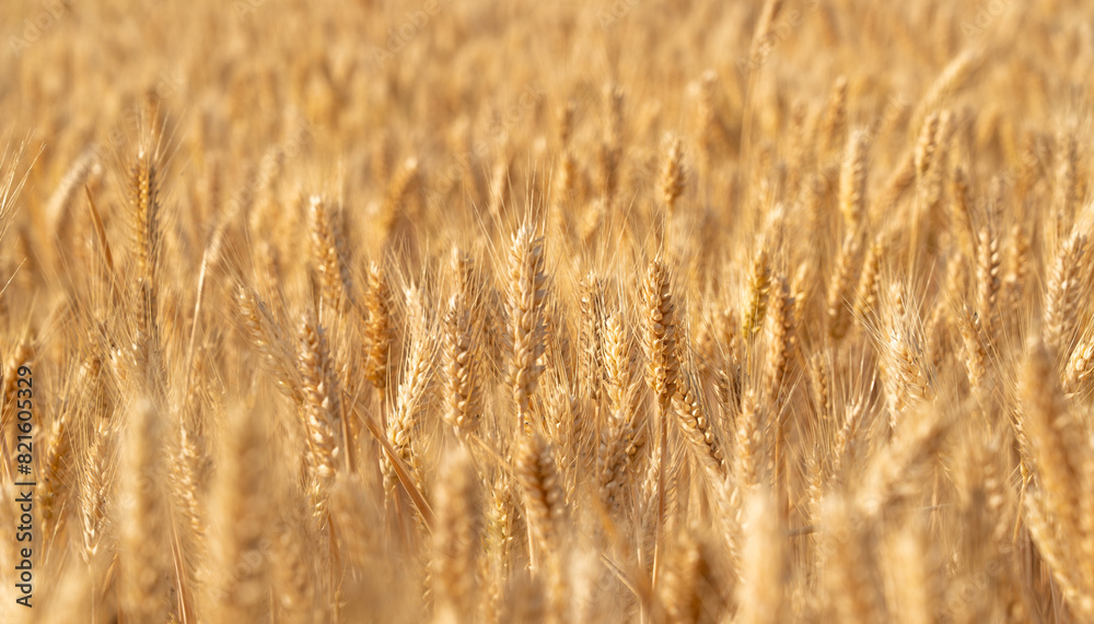 golden wheat field. Ears of golden wheat close up. golden wheat field. Ears of golden wheat close up.