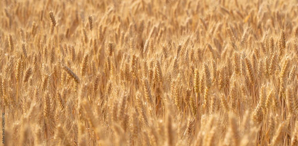 golden wheat field. Ears of golden wheat close up. golden wheat field. Ears of golden wheat close up.