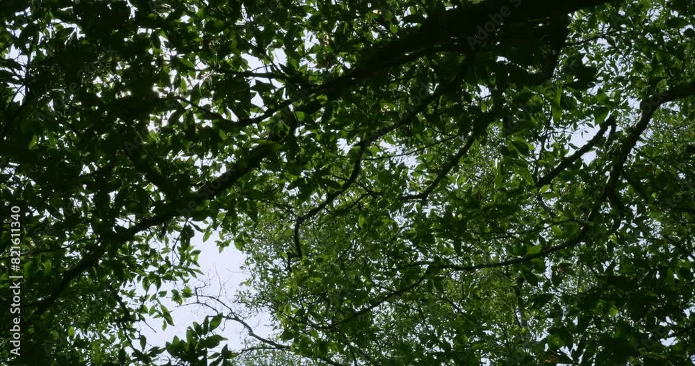 Sun rays going through the thick foliage of a mangrove forest located at a coastal area in a Southeast Asian country. Sun rays going through the thick foliage of a mangrove forest located at a coastal area in a Southeast Asian country.