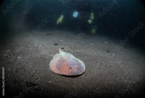 シビレエイ（真鶴）