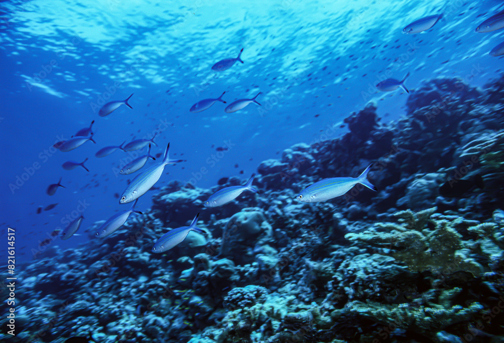 Fototapeta premium ブルーフェジラー A(ササムロの1種)モルジブ