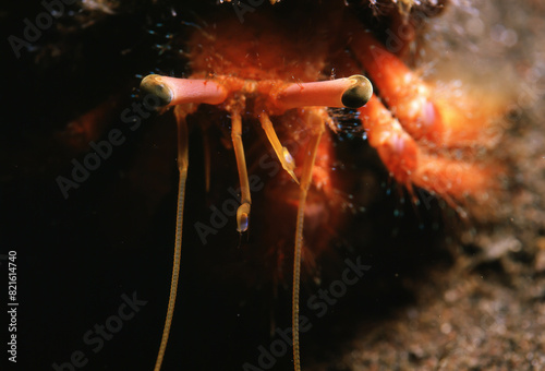 ヤドカリの目
