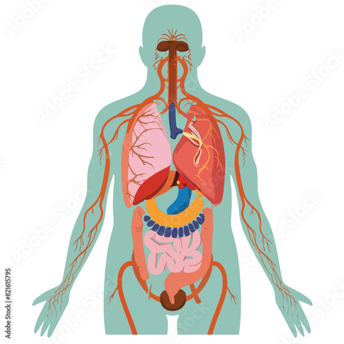  vector icons illustrating for human body anatomy part with muscular and skeleton like hart and brain 
