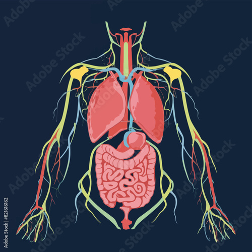  vector icons illustrating for human body anatomy part with muscular and skeleton like hart and brain 
