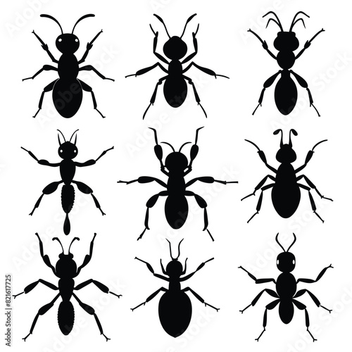 Set of Anole Ant black Silhouette Vector on a white background © mobarok8888