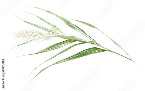 Delicate Maiden Grass Leaf Slender Arches Isolated On Transparent Background PNG.