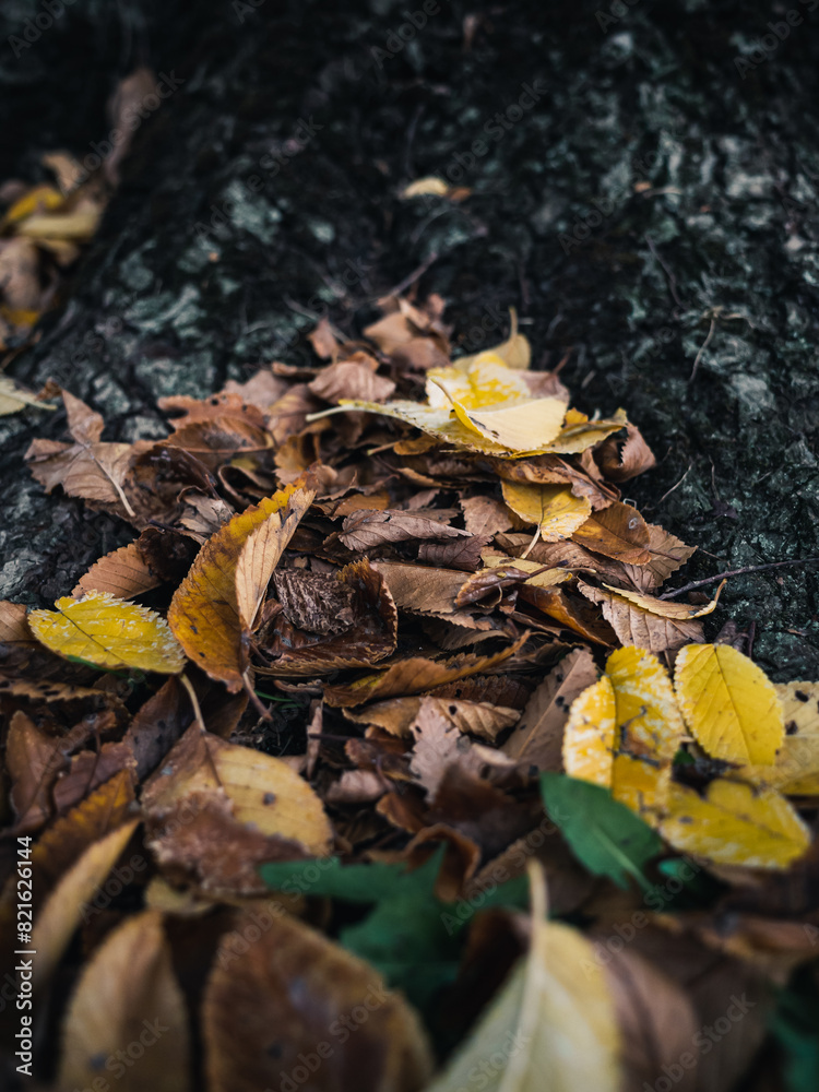Autumn leaves on the ground Autumn leaves on the ground
