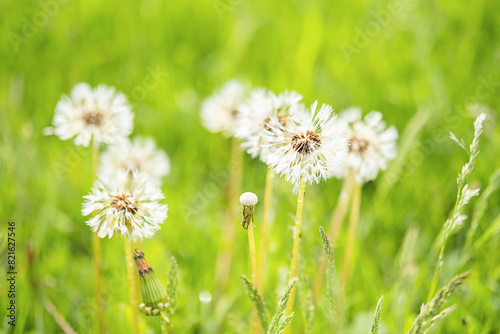 Dandelions with morning dew. Springtime season.