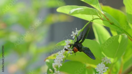 scoliidae collecting pollen from Citharexylum spinosum Linn flower