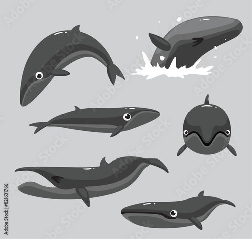 Pygmy Right Whale Poses Cartoon Vector Illustration Set photo