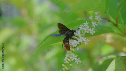 scoliidae collecting pollen from Citharexylum spinosum Linn flower