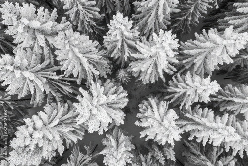 A close up of a forest with trees covered in snow. The trees are bare and the snow is covering them. The image has a serene and peaceful mood  as the snow-covered trees create a sense of calmness