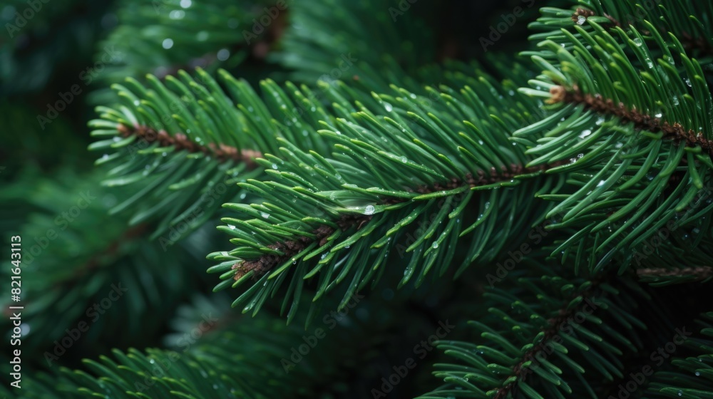 A close up of a green pine tree branch with droplets of water on it. Concept of freshness and vitality, as the water droplets glisten on the leaves, reflecting the sunlight A close up of a green pine tree branch with droplets of water on it. Concept of freshness and vitality, as the water droplets glisten on the leaves, reflecting the sunlight