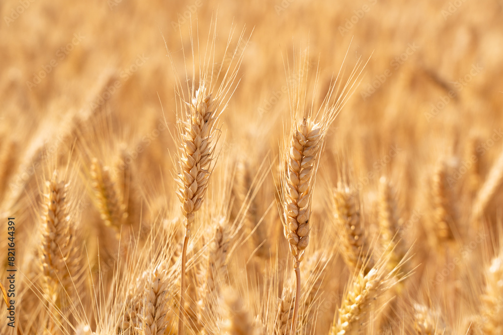 golden wheat field. Ears of golden wheat close up. golden wheat field. Ears of golden wheat close up.