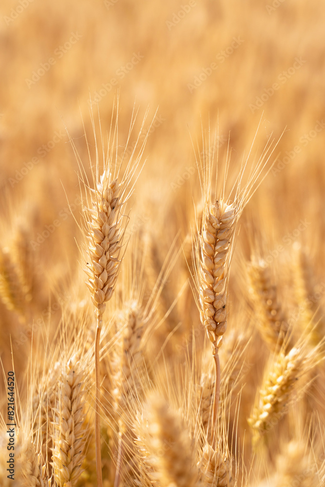 golden wheat field. Ears of golden wheat close up. golden wheat field. Ears of golden wheat close up.