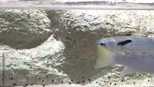 A group of Squaretail mullet, Ellochelon vaigiensis, swimming underwater. Closeup. 4K photo