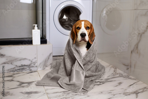 Beagle dog in a grey towel after bathing. Interior of a modern bathroom. Concept of pet care. © Viktoriya