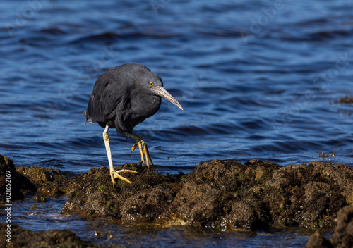 Reef heron (Egretta sacra) stalking beside the ocean