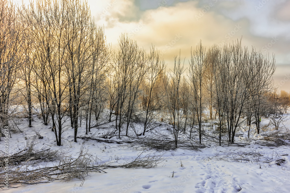 In winter, the park after pruning the bushes In winter, the park after pruning the bushes