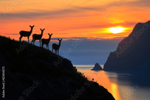 Silhouetted Deer at Sunset Over Rocky Coastline photo