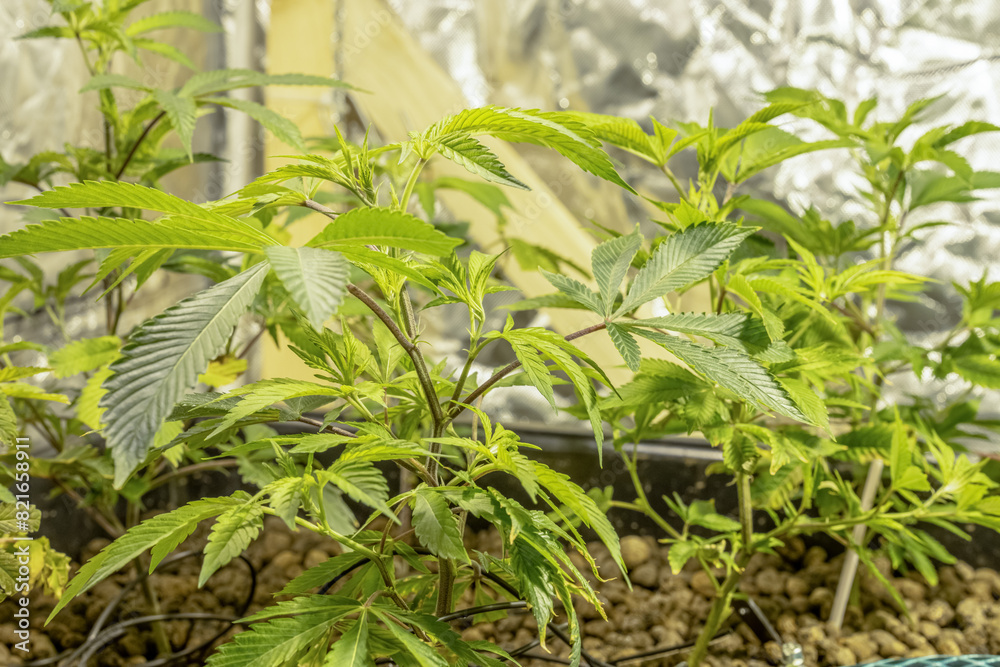 Obraz premium Medical Cannabis Sativa plants growing indoors Lab system legal light drugs medication medicine concept selective focus