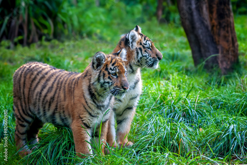 Two tigers cub in the wild.  Wild cat in nature habitat
