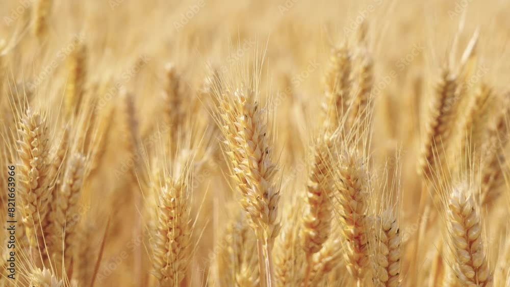 golden wheat field. Ears of golden wheat close up. golden wheat field. Ears of golden wheat close up.