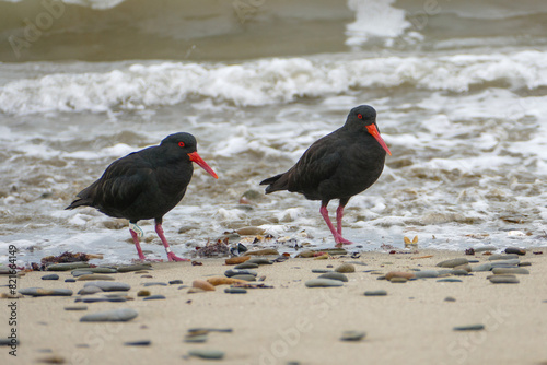 close up of a pair of variable oystercatchers (haematopus unipolar) standing on beach on edge of surf. one is tagged and banded on leg. photo