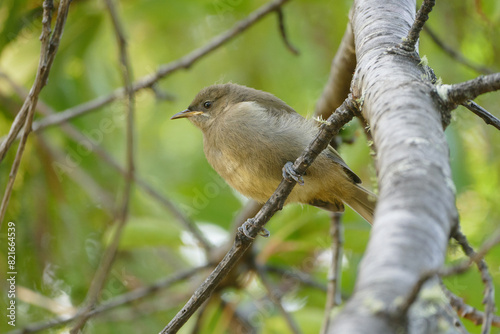 one Juvenile Bellbird (anthornis melanoma) perched in tree viewed from below and side-on. photo