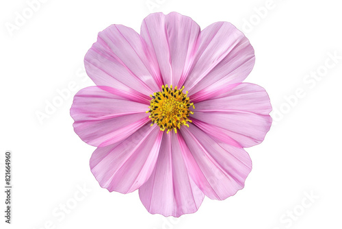 Cosmos flower isolated on transparent background