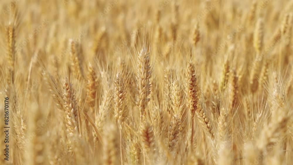 golden wheat field. Ears of golden wheat close up. golden wheat field. Ears of golden wheat close up.