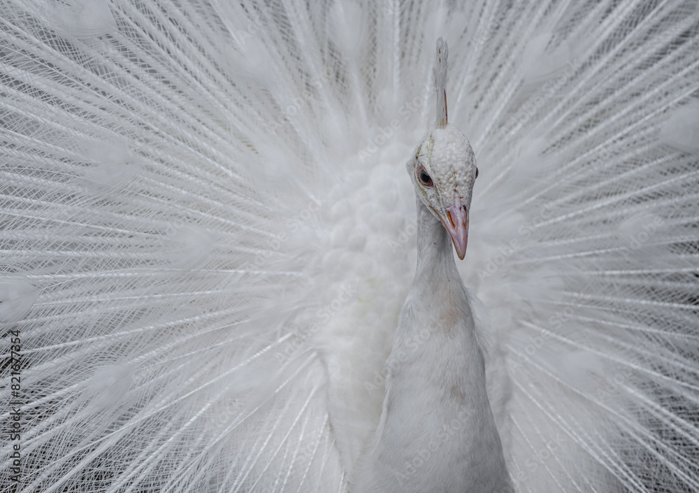 Fototapeta premium close up of peacock feather