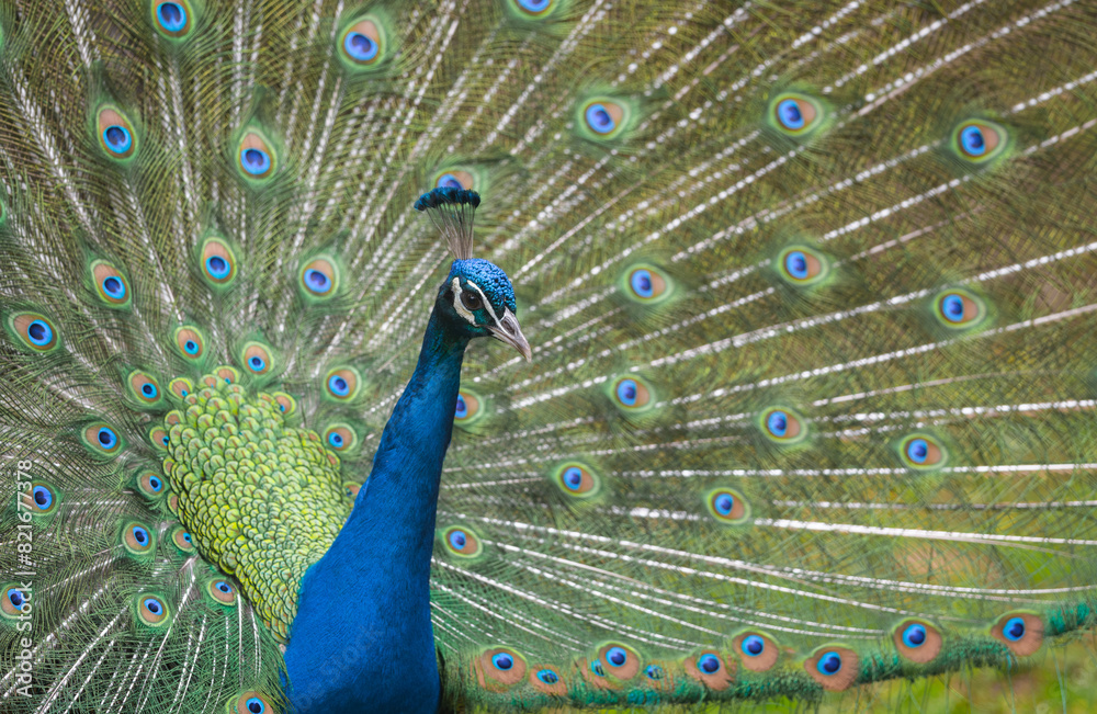 Obraz premium peacock with feathers