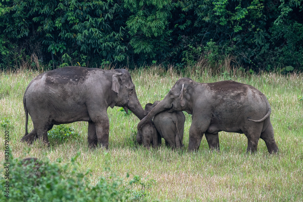 Herd of wild Asian elephants in beautiful nature. Herd of wild Asian elephants in beautiful nature.