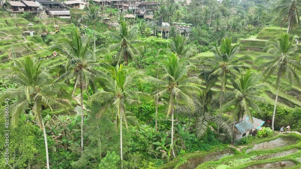 Drone view, Aerial view of tegalalang rice terraces in growing season. Drone view, Aerial view of tegalalang rice terraces in growing season.