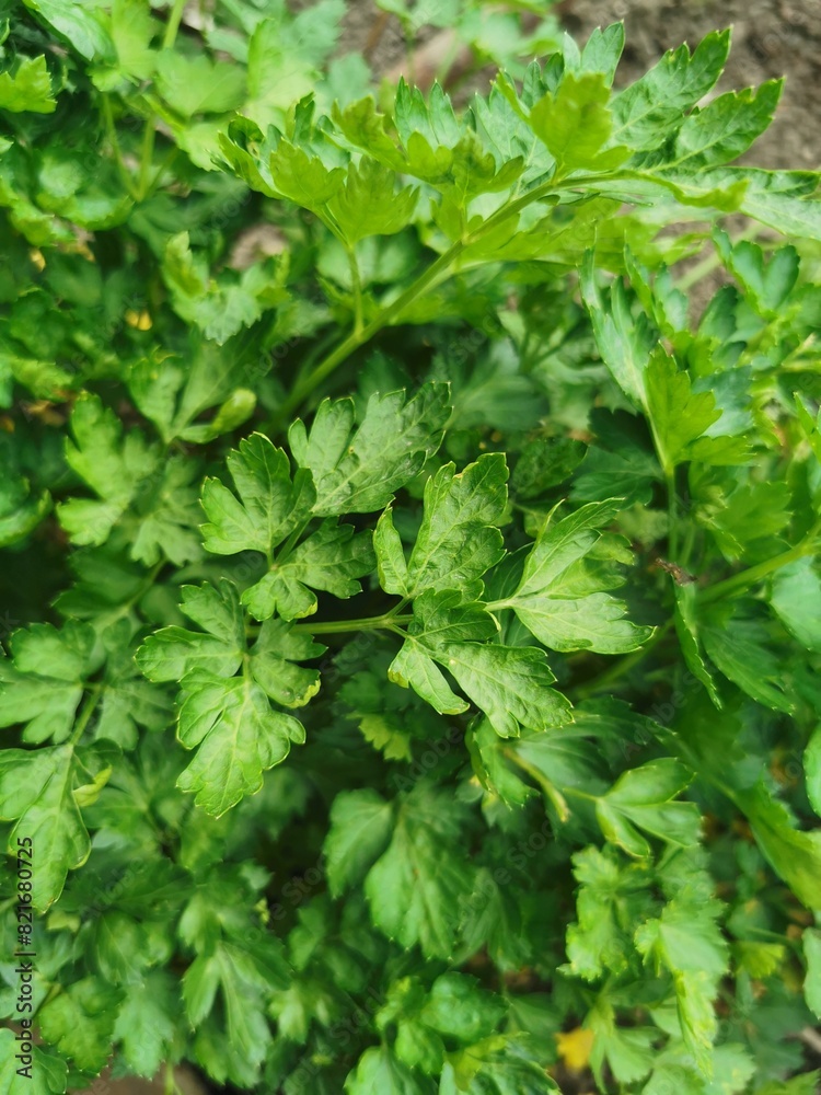 parsley leaves texture parsley leaves texture