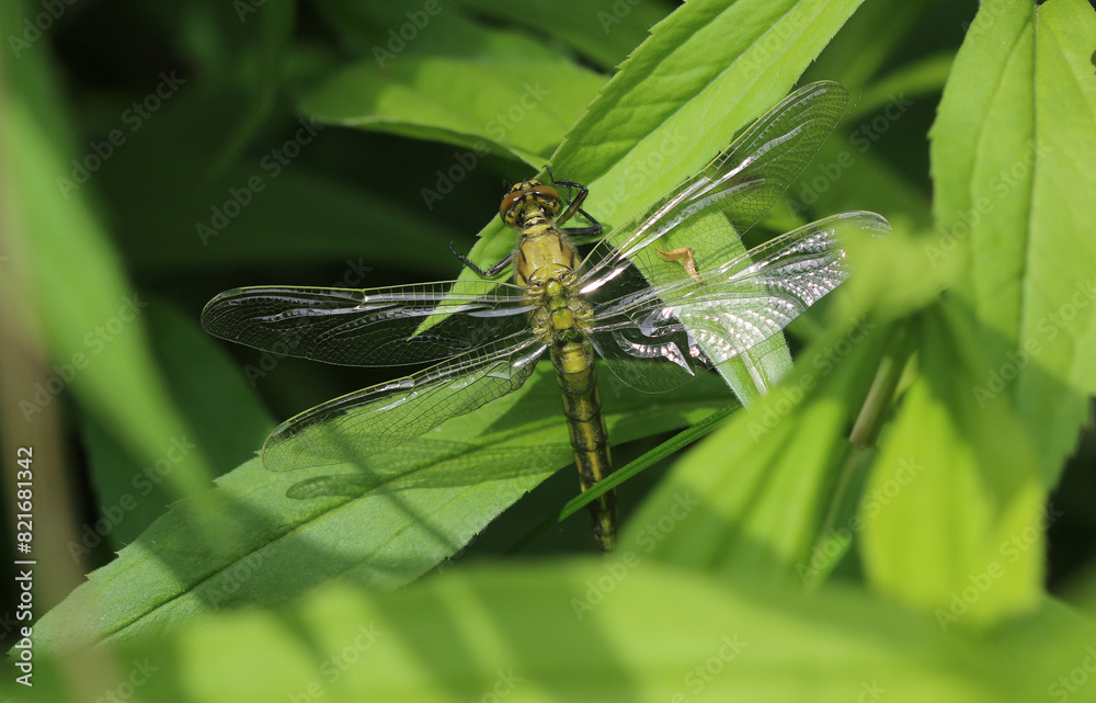 Großer Blaupfeil - Black-tailed Skimmer Großer Blaupfeil - Black-tailed Skimmer