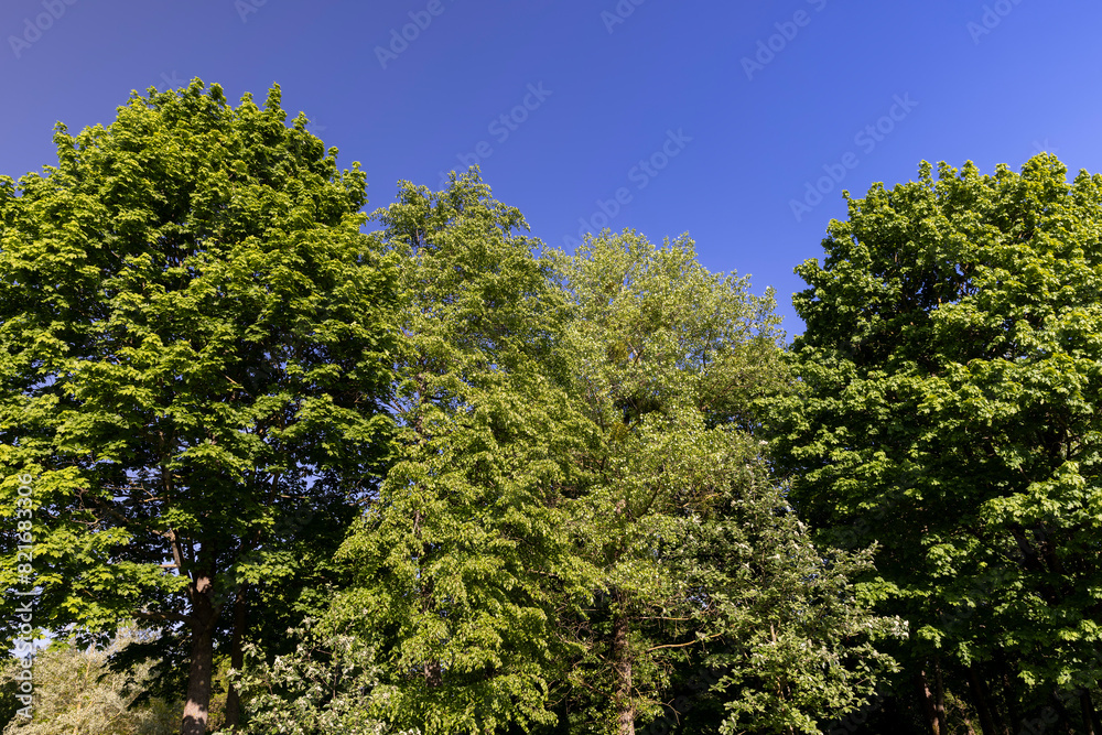 maples and other deciduous trees in the park in spring maples and other deciduous trees in the park in spring