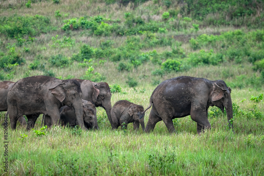 Herd of wild Asian elephants in beautiful nature. Herd of wild Asian elephants in beautiful nature.