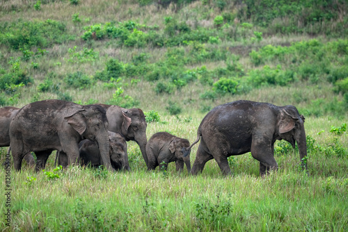Herd of wild Asian elephants in beautiful nature.