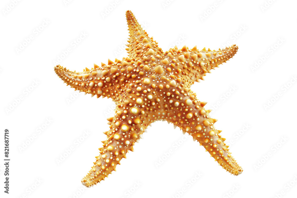 Starfish Isolated on transparent background Starfish Isolated on transparent background