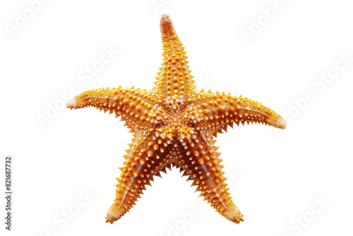 Starfish Isolated on transparent background