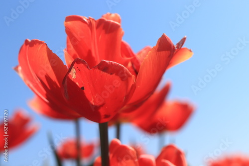 Tulips in a field