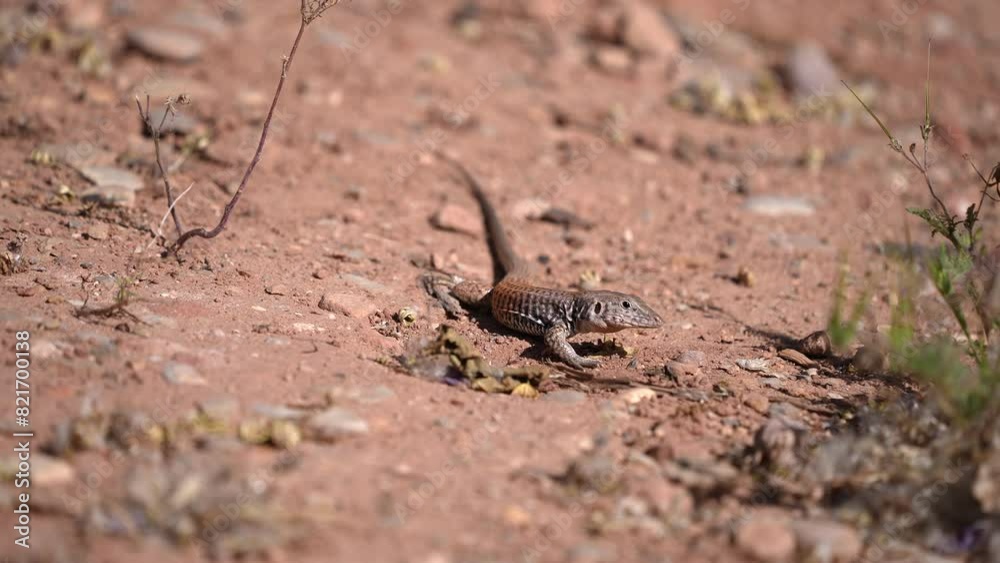 Western Whiptail lizard searching the desert for food in Southern Utah.