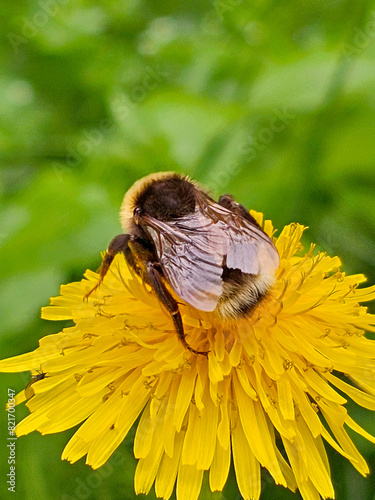 a big bumblebee on a dandelion