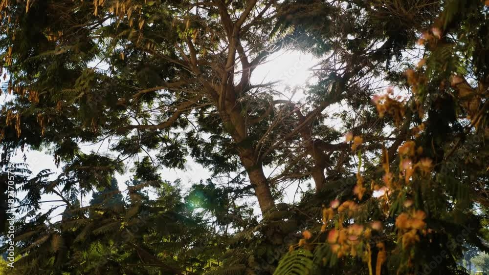 sun shining through trees