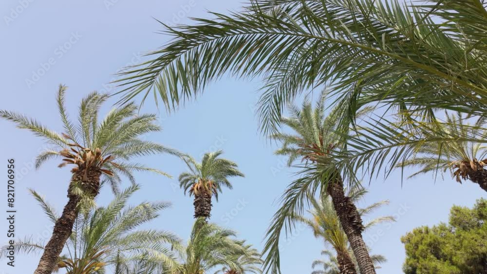 palm trees swaying in the wind